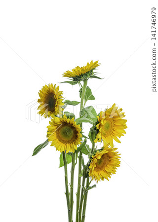 yellow sunflower isolated on white yellow sunflower isolated on white 141746979