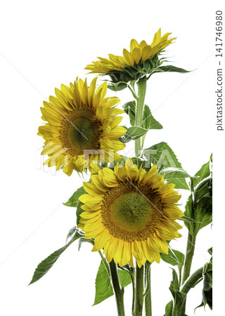 yellow sunflower isolated on white 141746980