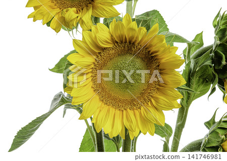 yellow sunflower isolated on white yellow sunflower isolated on white 141746981