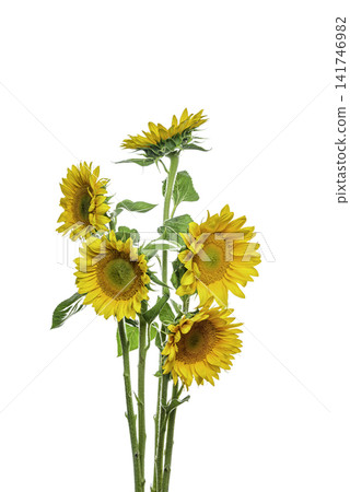 yellow sunflower isolated on white yellow sunflower isolated on white 141746982