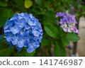 hydrangea   141746987