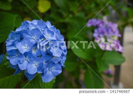 hydrangea hydrangea 141746987