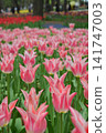 Tulip 141747003