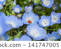 Nemophila and ladybug 141747005