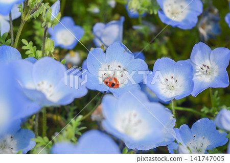 Nemophila and ladybug 141747005