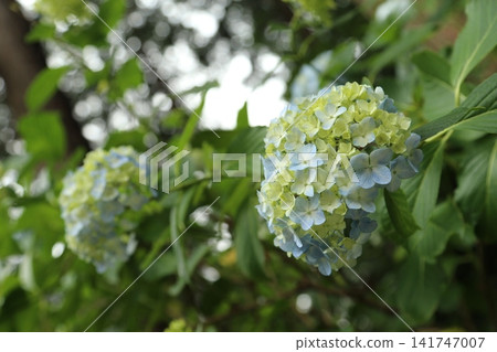 Hydrangeas at Isoyama Shrine (Kanuma City, Tochigi Prefecture) Hydrangeas at Isoyama Shrine (Kanuma City, Tochigi Prefecture) 141747007