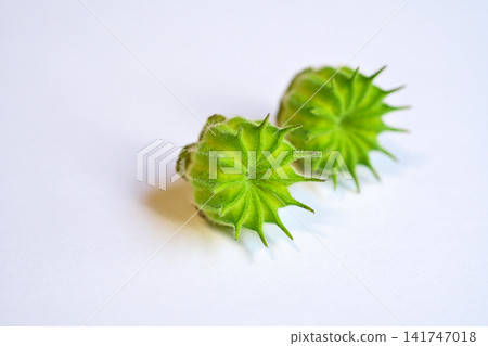 Yellowish-green berries of the Japanese hibiscus (summer, August) Yellowish-green berries of the Japanese hibiscus (summer, August) 141747018