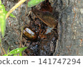 A beetle and a butterfly sucking tree sap 141747294