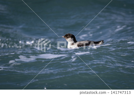 Beautiful seabirds swimming off the coast of Ochishi in winter; a rare sight of a murre perched on the deep blue surface of the sea. Beautiful seabirds swimming off the coast of Ochishi in winter; a rare sight of a murre perched on the deep blue surface of the sea. 141747313
