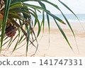 Pandanus Fruit Tree on the Tropical Beach 141747331