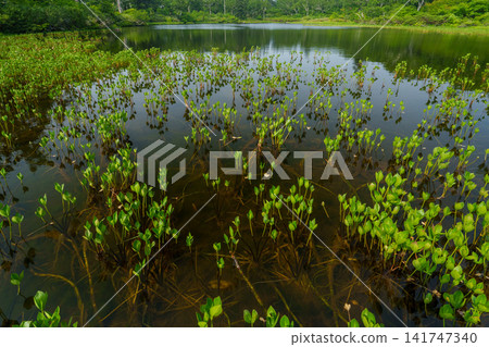 The beautiful natural scenery of wetlands and ponds spreading across Shinsennuma in Kyowa Town, Hokkaido. The beautiful natural scenery of wetlands and ponds spreading across Shinsennuma in Kyowa Town, Hokkaido. 141747340