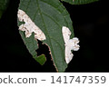bug, hexapod, insect 141747359