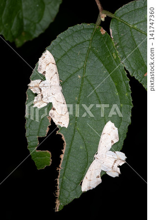 bug, hexapod, insect 141747360