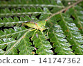Scissors sting pencil 141747362