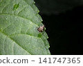 Mengata Kasumi Turtle 141747365