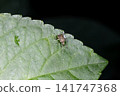 Mengata Kasumi Turtle 141747368
