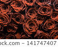 red roses on gray background 141747407