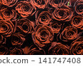 red roses on gray background 141747408