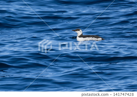 A rare seabird swimming in the northern winter seas, the beautiful common murre floating on the azure waters. A rare seabird swimming in the northern winter seas, the beautiful common murre floating on the azure waters. 141747428