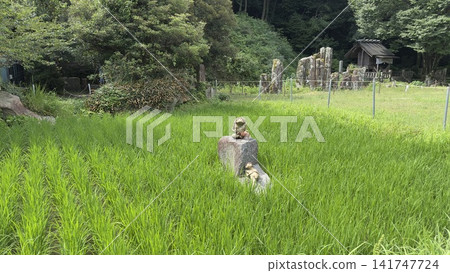 A person taking pictures of rural landscapes A person taking pictures of rural landscapes 141747724