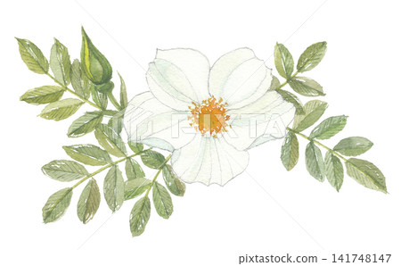 Watercolor painting of a Japanese rose (Rosa rugosa), white. Watercolor painting of a Japanese rose (Rosa rugosa), white. 141748147