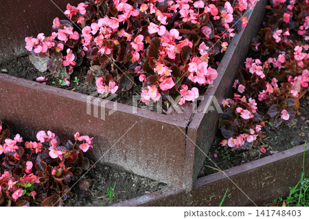 Pink Begonia Flowers Blooming in Terraced Wooden Garden Beds 141748403