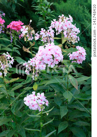 Fading Light Pink Phlox Flowers and Wilting Blooms in Summer Garden Bed. Vertical Image Fading Light Pink Phlox Flowers and Wilting Blooms in Summer Garden Bed. Vertical Image 141748410