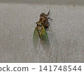 A newly emerged cicada (sideways) 141748544