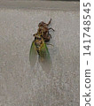 A newly emerged cicada (vertical orientation) 141748545