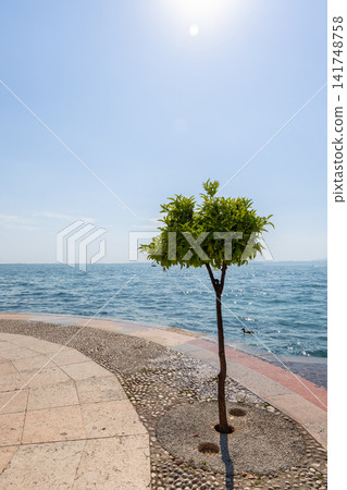 Lakeside promenade in Lazise beside Lake Garda with a solitary tree and broad sky Lakeside promenade in Lazise beside Lake Garda with a solitary tree and broad sky 141748758
