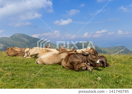 A herd of resting cattle in a sunny mountain meadow on Monte Baldo, Italy A herd of resting cattle in a sunny mountain meadow on Monte Baldo, Italy 141748795