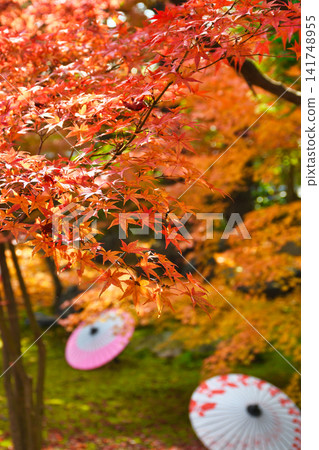 京都少林寺:美麗的秋葉(京都府京都市東山區) 京都少林寺:美麗的秋葉(京都府京都市東山區) 141748955
