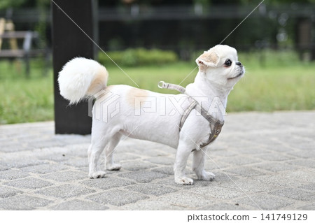 姿態良好的北京犬與吉娃娃混種犬 姿態良好的北京犬與吉娃娃混種犬 141749129