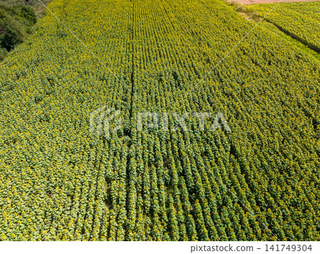Drone View of Vast Green Sunflower Plantation in Perspective 141749304
