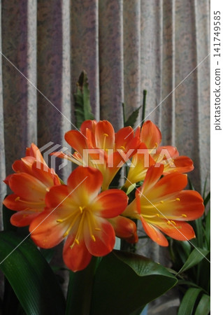 The Clivia orchid is beautiful with its vibrant orange and yellow gradient. The Clivia orchid is beautiful with its vibrant orange and yellow gradient. 141749585