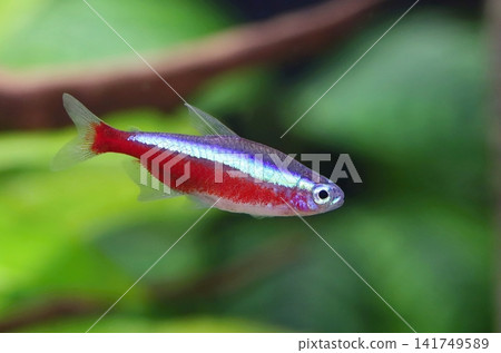 Very beautiful cardinal tetra fish in aquarium Very beautiful cardinal tetra fish in aquarium 141749589