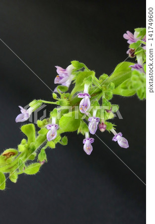 Healing tetradenia flower in blossom Healing tetradenia flower in blossom 141749600