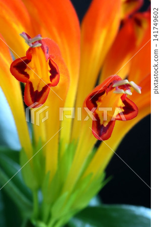 Beautiful Eschynantus flower in orange blossom Beautiful Eschynantus flower in orange blossom 141749602