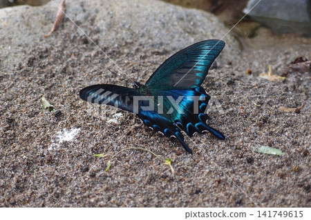The beautiful emerald blue glow of the Papilio maackii butterfly. The beautiful emerald blue glow of the Papilio maackii butterfly. 141749615