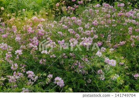 Coronilla with pink flowers is growing in cottage garden. Purple crown vetch in meadow. Plant from legume family in sunny day. 141749704