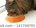 Grey cat sitting near orange bowl with dry food. Domestic long hair feline mealtime, premium animal nutrition feeding. Cat with food bowl. Pet Food, Cat Nutrition theme. Feline Health, Wellbeing Care. 141749705