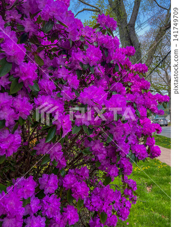 Lush magenta rhododendron bush in full spring bloom against a clear blue sky. Perfect floral background for nature, garden, and botanical design projects. Lush magenta rhododendron bush in full spring bloom against a clear blue sky. Perfect floral background for nature, garden, and botanical design projects. 141749709