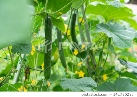 田野裡長滿了帶刺的黃瓜,枝繁葉茂,綠意盎然;而自家花園裡的黃瓜,到了七月就可以收穫了。 田野裡長滿了帶刺的黃瓜,枝繁葉茂,綠意盎然;而自家花園裡的黃瓜,到了七月就可以收穫了。 141750253