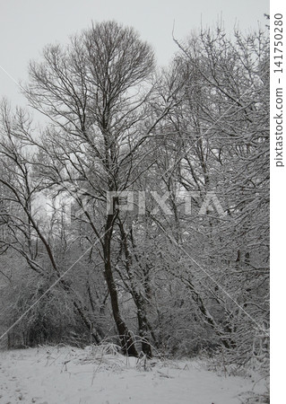 in the forest in the forest 141750280