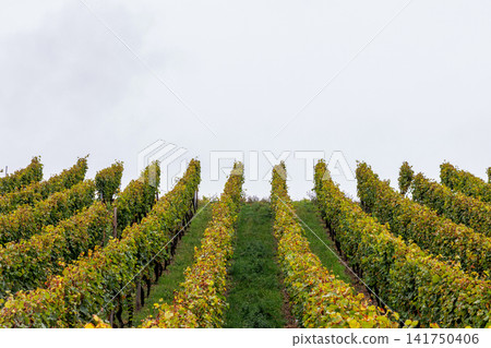 Orderly grapevine rows climb a hillside around a central grassy path in Wuerzburg, Germany. Strong symmetry, and converging perspective. Orderly grapevine rows climb a hillside around a central grassy path in Wuerzburg, Germany. Strong symmetry, and converging perspective. 141750406