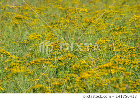 Abstract double exposure background of a wild yellow wildflower field, blurred motion and multiple layers creating a dreamy, painterly summer meadow texture. Abstract double exposure background of a wild yellow wildflower field, blurred motion and multiple layers creating a dreamy, painterly summer meadow texture. 141750418