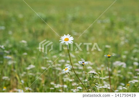 Single daisy flower blooming in a green summer meadow close-up. Single daisy flower blooming in a green summer meadow close-up. 141750419