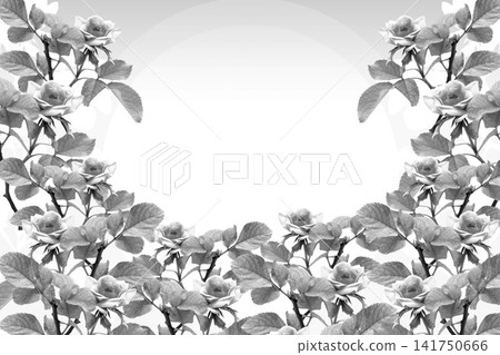 black and white picture, A vibrant floral frame featuring roses surrounding a central empty space on white and pink gradient background, valentine, love, card, copy space. black and white picture, A vibrant floral frame featuring roses surrounding a central empty space on white and pink gradient background, valentine, love, card, copy space. 141750666
