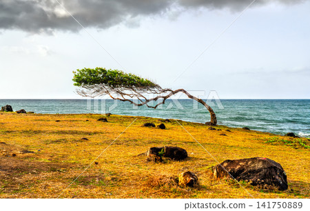 A lone windswept tree shaped by the ocean breeze grows along the scenic grassy and rocky coast of Pointe Allegre in Sainte-Rose, Guadeloupe, France, with cloudy skies over the sea. A lone windswept tree shaped by the ocean breeze grows along the scenic grassy and rocky coast of Pointe Allegre in Sainte-Rose, Guadeloupe, France, with cloudy skies over the sea. 141750889