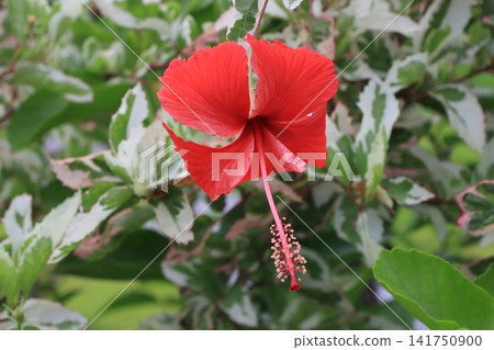 Red hibiscus Red hibiscus 141750900